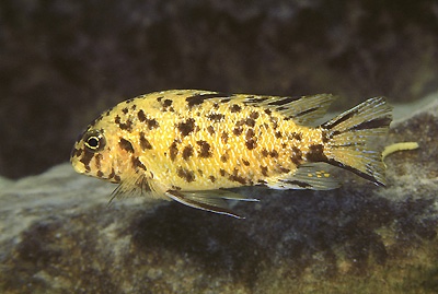 Tropheops sp. 'chinyamwezi' Chinyamwezi Island